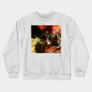 Arrow Crab at Night Crewneck Sweatshirt